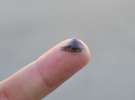 Obsidian flake on finger tip